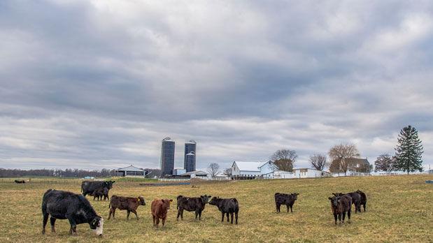 Building the bank: USDA makes first purchase for foot and mouth disease vaccine bank